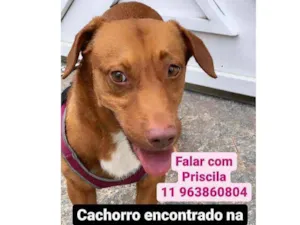 Cachorro raça  idade  nome Perdido