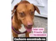 Perdido