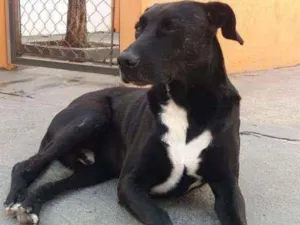 Cachorro raça  idade 2 anos nome zen