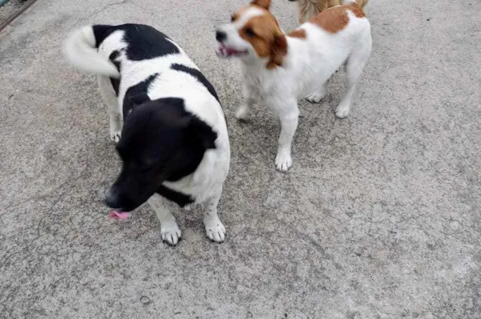 Cachorro ra a SRD idade 3 anos nome Cacau e Caju