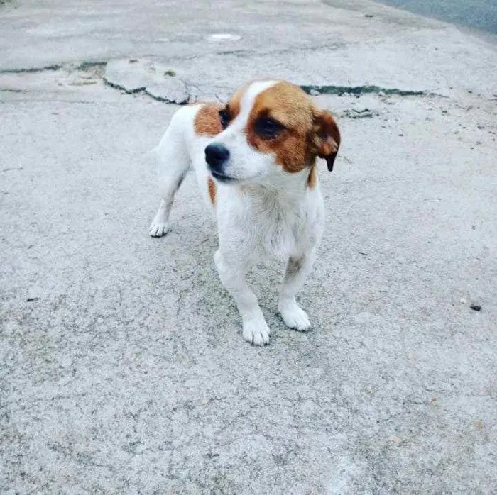 Cachorro ra a SRD idade 3 anos nome Cacau e Caju