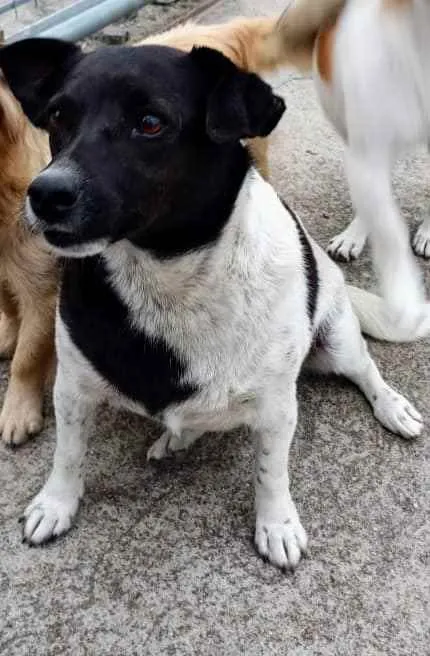 Cachorro ra a SRD idade 3 anos nome Cacau e Caju