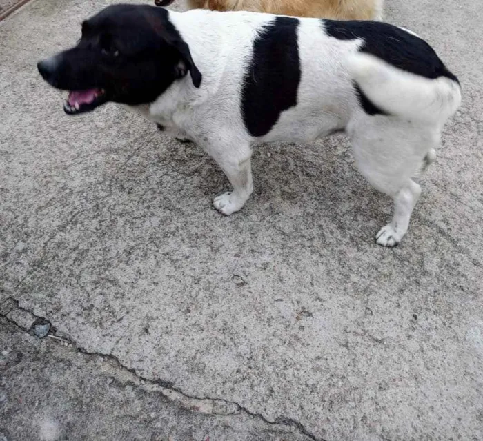 Cachorro ra a SRD idade 3 anos nome Cacau e Caju