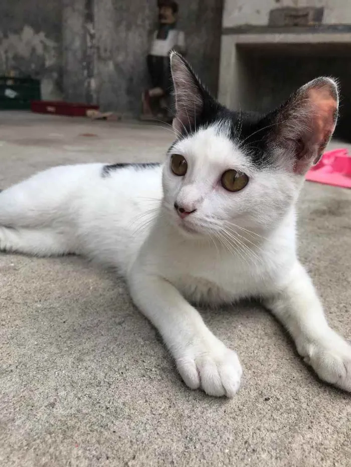 Gato ra a Não sei  idade 2 a 6 meses nome Alice 