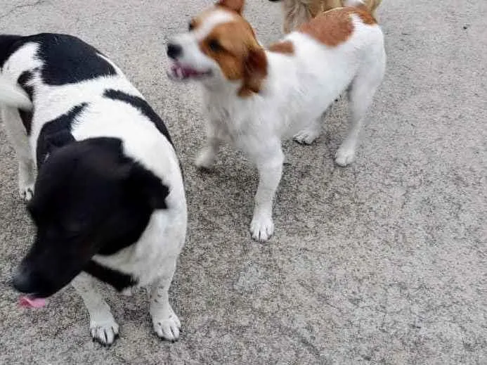 Cachorro ra a SRD idade 3 anos nome Cacau e Caju