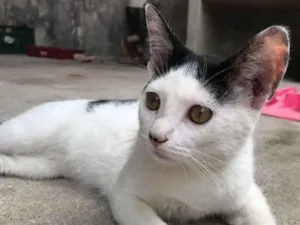 Gato raça Não sei  idade 2 a 6 meses nome Alice 