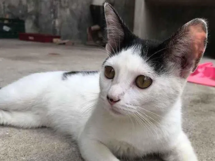 Gato ra a Não sei  idade 2 a 6 meses nome Alice 