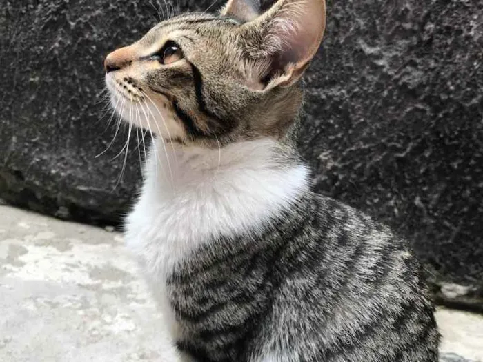 Gato ra a Não sei  idade 2 a 6 meses nome Dudu