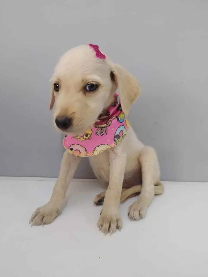 Cachorro raça SRD idade 2 a 6 meses nome Flora