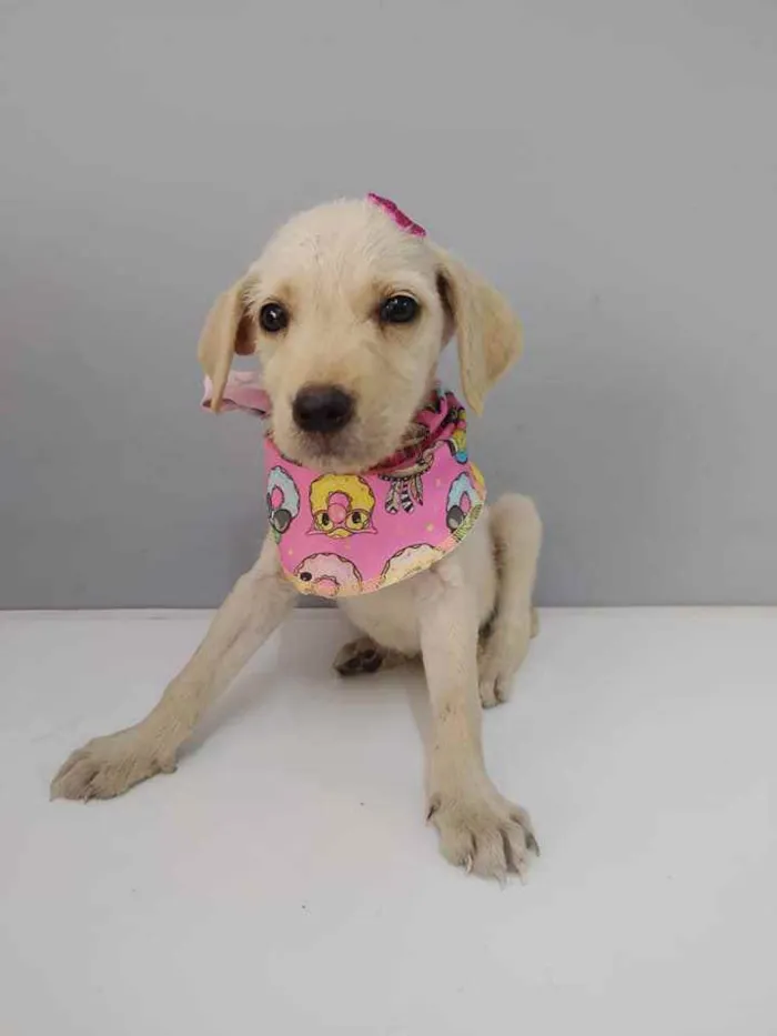 Cachorro raça SRD idade 2 a 6 meses nome Flora