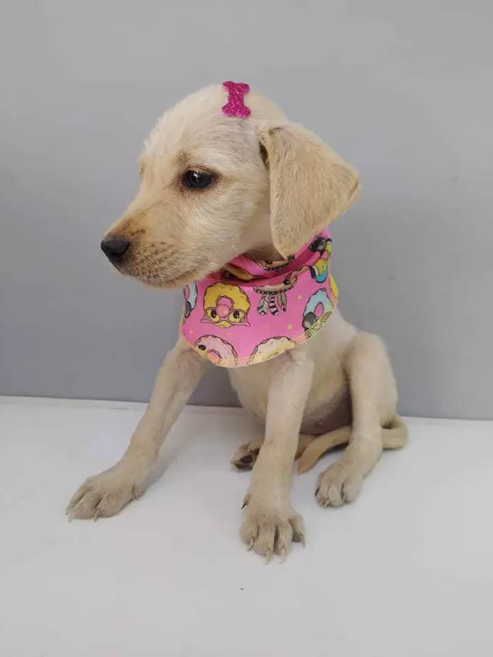 Cachorro raça SRD idade 2 a 6 meses nome Flora