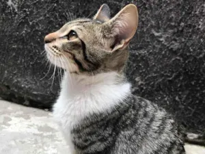 Gato raça Não sei  idade 2 a 6 meses nome Dudu