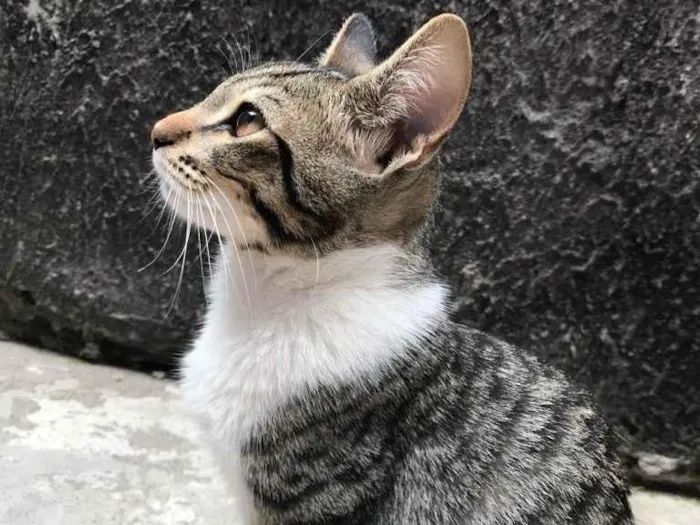 Gato ra a Não sei  idade 2 a 6 meses nome Dudu