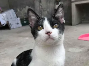 Gato raça Não sei  idade 2 a 6 meses nome Pedro