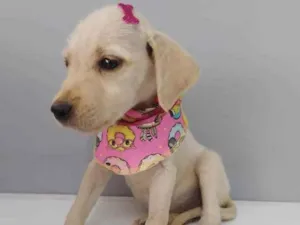 Cachorro raça SRD idade 2 a 6 meses nome Flora