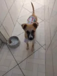 NINA