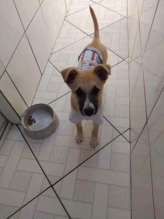 Cachorro ra a SRD idade 7 a 11 meses nome NINA