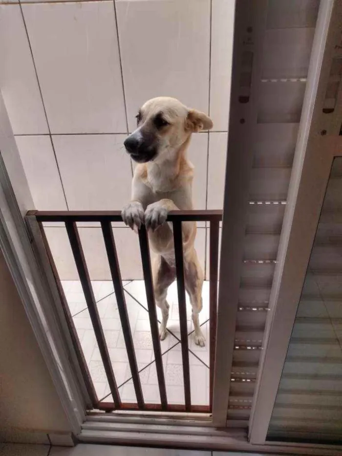 Cachorro ra a SRD idade 7 a 11 meses nome NINA