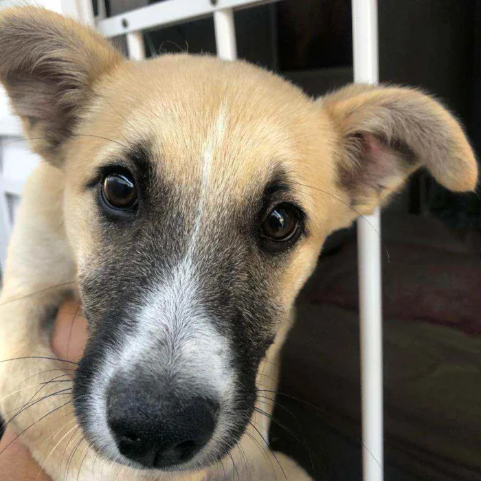 Cachorro ra a SRD idade 7 a 11 meses nome NINA