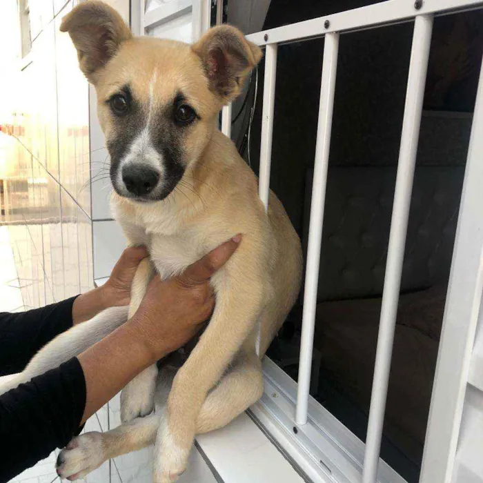 Cachorro ra a SRD idade 7 a 11 meses nome NINA