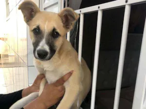 Cachorro raça SRD idade 7 a 11 meses nome NINA