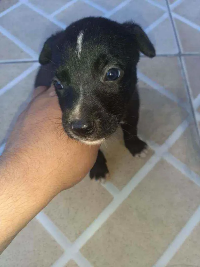 Gato ra a Mãe parecida com siamês  idade Abaixo de 2 meses nome Não tem nomes 