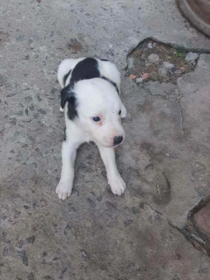 Gato ra a Mãe parecida com siamês  idade Abaixo de 2 meses nome Não tem nomes 