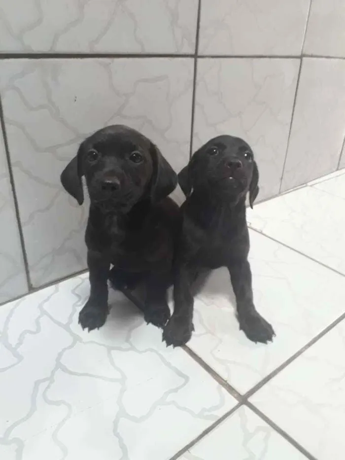 Cachorro ra a Desconhecida idade 2 a 6 meses nome 2 Fêmeas Adoráveis