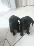 2 Fêmeas Adoráveis