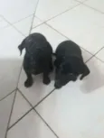 2 Fêmeas Adoráveis