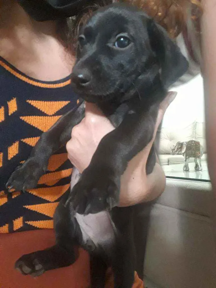Cachorro ra a Desconhecida idade 2 a 6 meses nome 2 Fêmeas Adoráveis