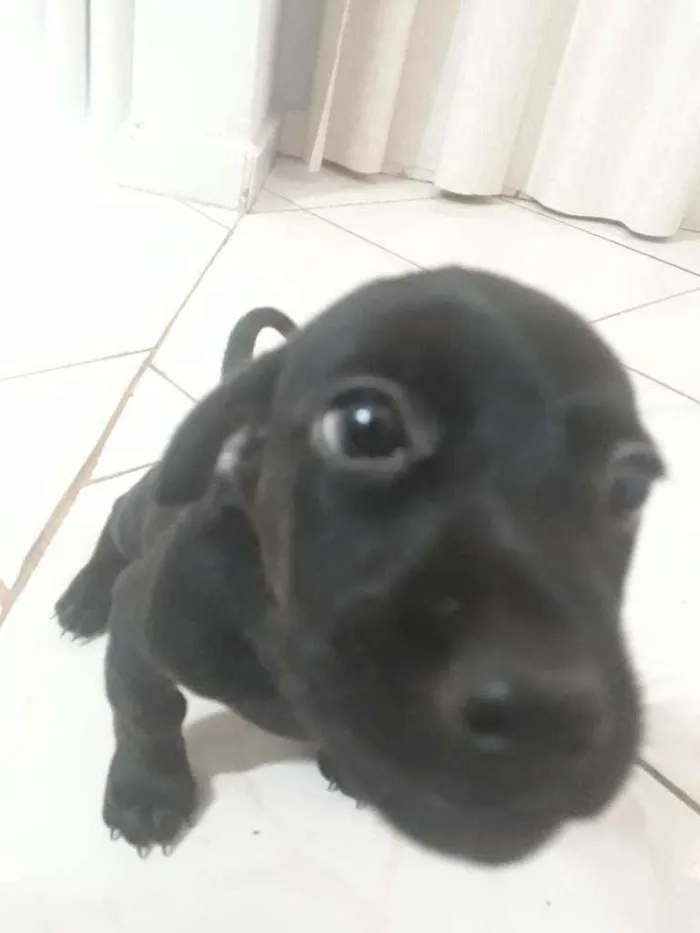 Cachorro ra a Desconhecida idade 2 a 6 meses nome 2 Fêmeas Adoráveis