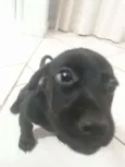 2 Fêmeas Adoráveis