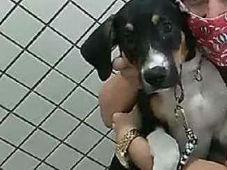 Cachorro raça Mix de beagle idade 2 a 6 meses nome Toddy