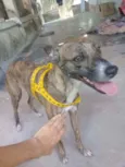 Maggie