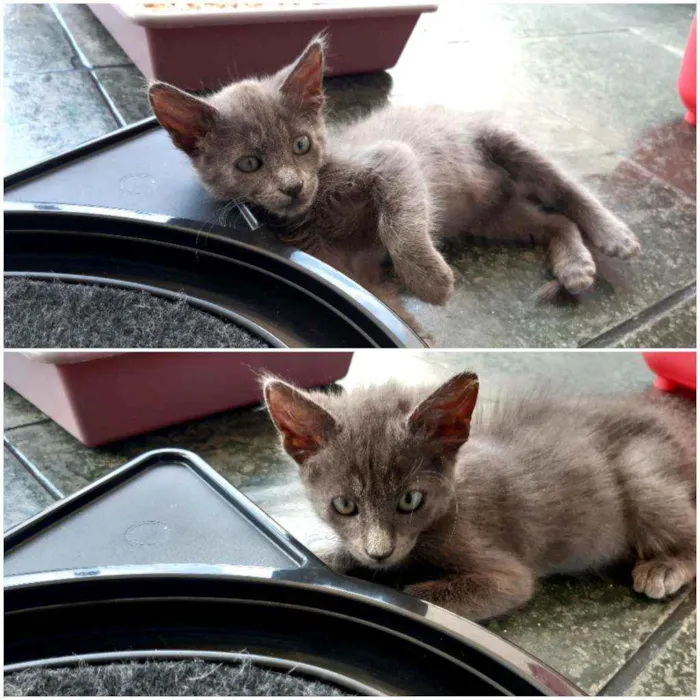 Gato ra a SRD idade 2 a 6 meses nome Bela
