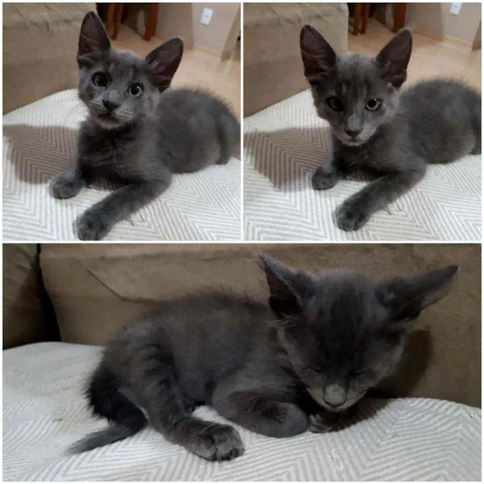 Gato ra a SRD idade 2 a 6 meses nome Bela