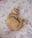 Caramelo