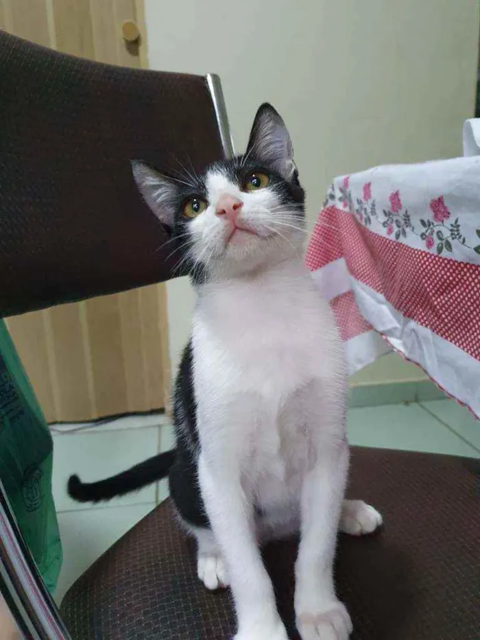 Gato ra a SRD idade 2 a 6 meses nome Frajola