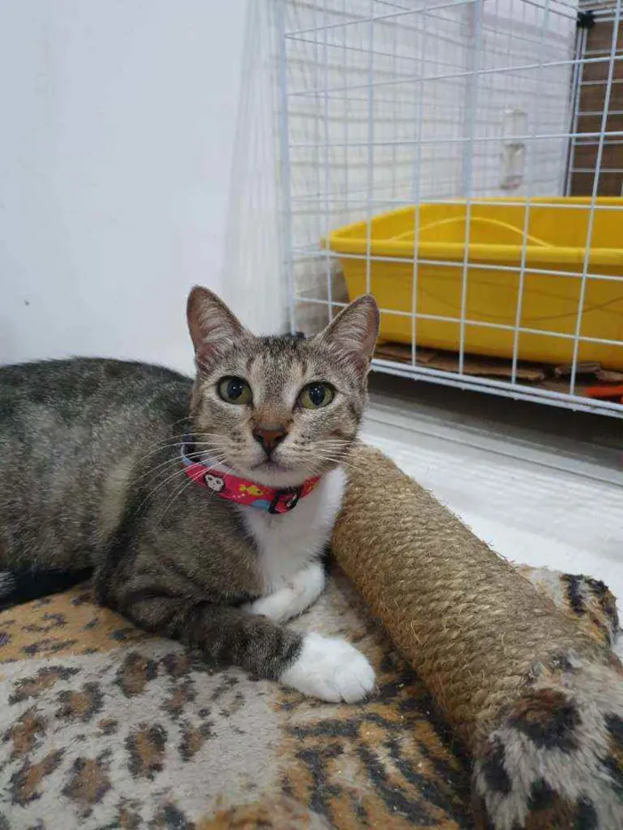 Gato ra a SRD idade 2 a 6 meses nome Isis
