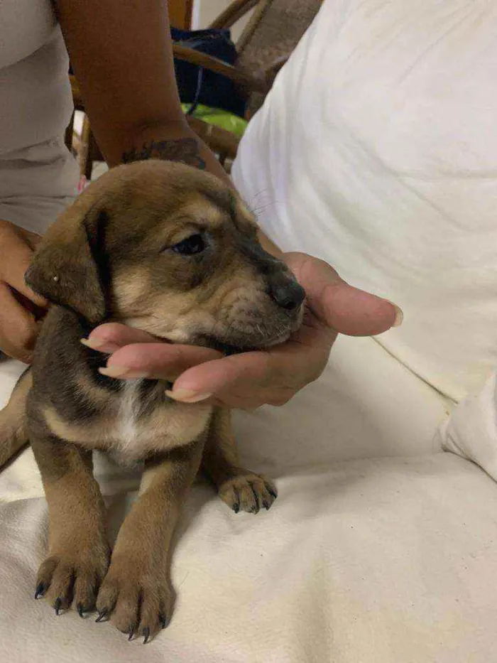 Cachorro ra a SRD idade Abaixo de 2 meses nome Sem nome.