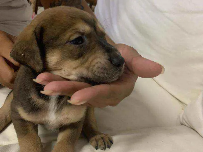 Cachorro ra a SRD idade Abaixo de 2 meses nome Sem nome.