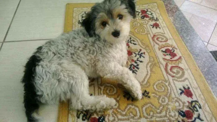 Cachorro raça Viralata idade 6 ou mais anos nome Pity