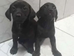 Cachorro raça Desconhecida idade 2 a 6 meses nome 2 Fêmeas Adoráveis