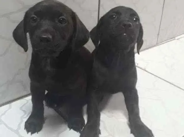 Cachorro ra a Desconhecida idade 2 a 6 meses nome 2 Fêmeas Adoráveis