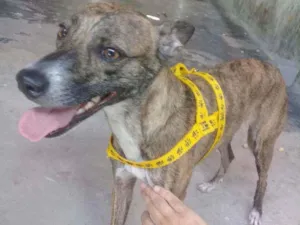 Cachorro raça Sem raça  idade 2 anos nome Maggie