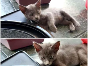 Gato raça SRD idade 2 a 6 meses nome Bela