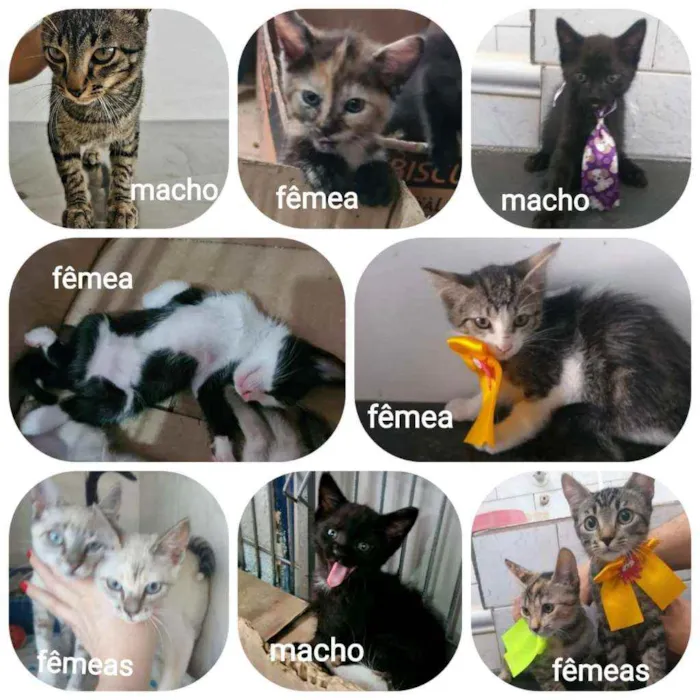 Gato ra a Indefinida idade 2 a 6 meses nome Sem nomes