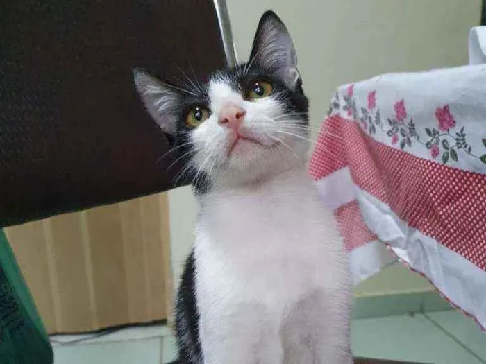 Gato ra a SRD idade 2 a 6 meses nome Frajola