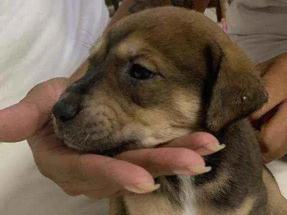 Cachorro ra a SRD idade Abaixo de 2 meses nome Sem nome.
